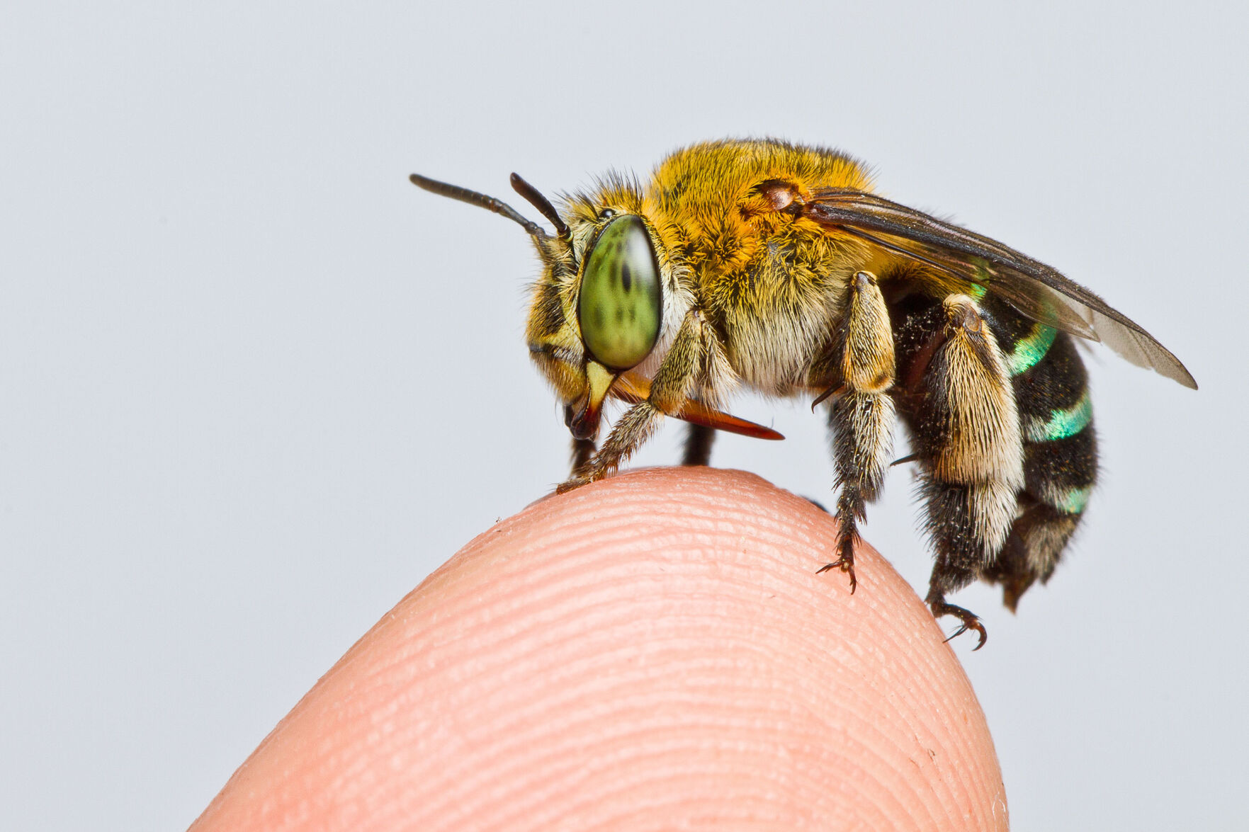 The bee population is dying. Researchers have created first global map of the species to save them.
